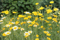Garland Crown Daisy Seeds 100 Chrysanthemum coronarium Edible Flower for Culinary & Ornamental Gardens