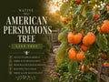 American Persimmon Seedling – Diospyros virginiana Fruit Tree for Edible Gardens & Landscaping