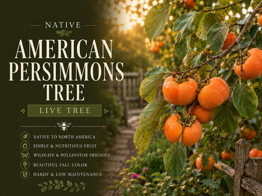 American Persimmon Seedling – Diospyros virginiana Fruit Tree for Edible Gardens & Landscaping