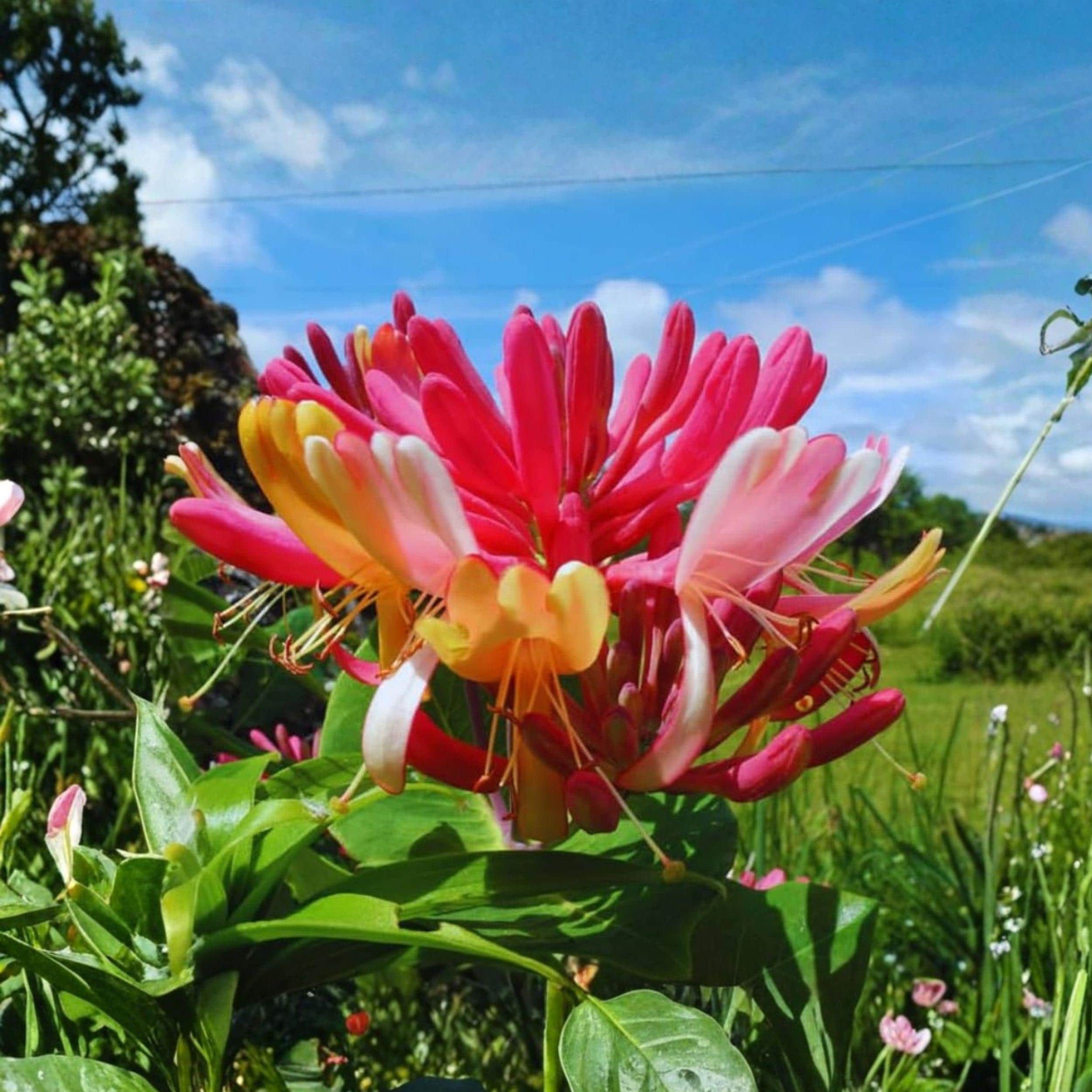 Antique Pink Honeysuckle Vine Bare Root Plant 12 Inches Climbing Flowering Garden Vine Lonicera periclymenum