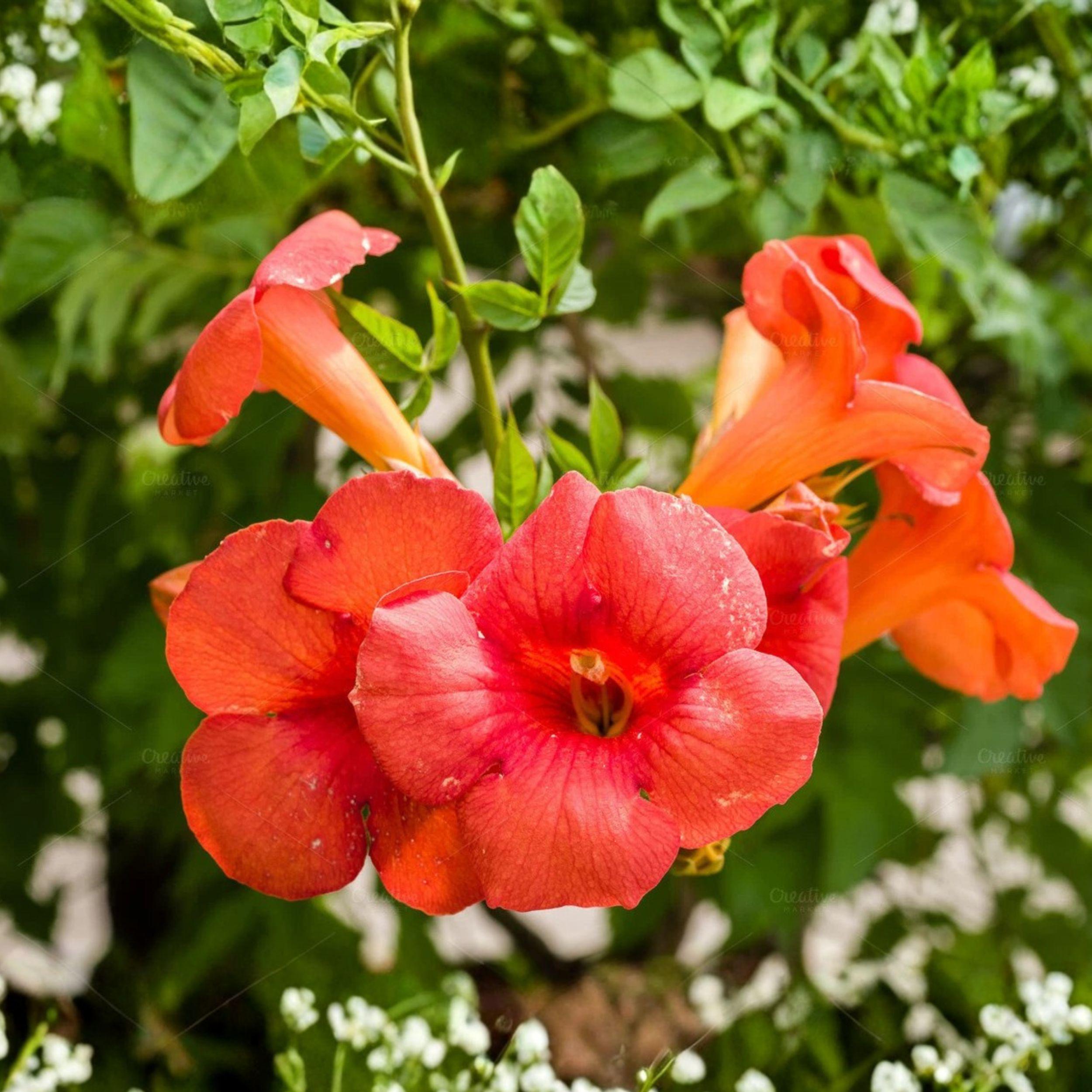 Flame Orange Red Trumpet Vine Bare Root Plant 12 Inches Climbing Flowering Vine for Garden Fences Trellises