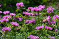 Sweet Sultan ‘Imperialis Mix’ Flower Seeds – Fragrant Amberboa Moschata Heirloom Mix for Cottage Gardens & Cut Flowers