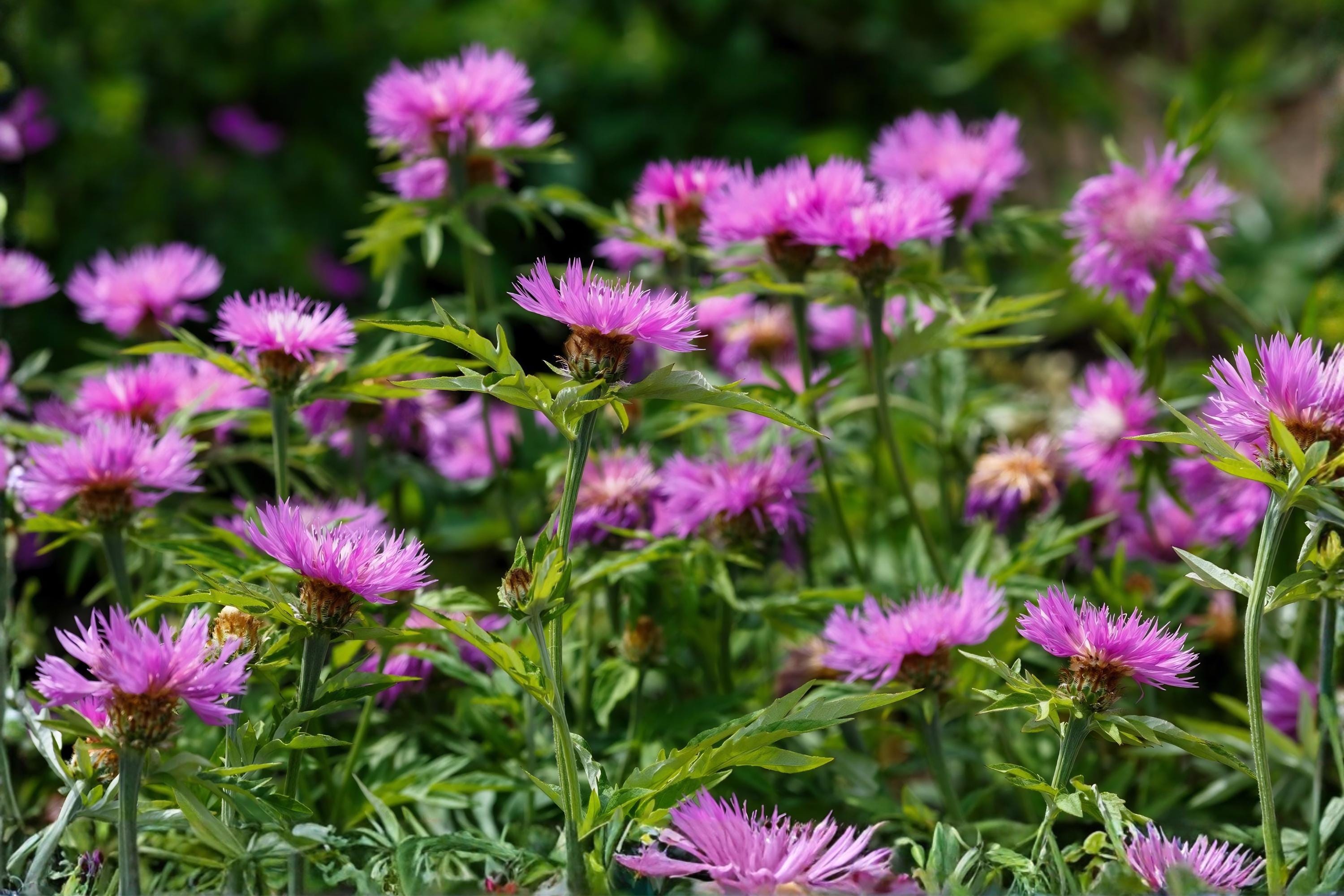 Sweet Sultan ‘Imperialis Mix’ Flower Seeds – Fragrant Amberboa Moschata Heirloom Mix for Cottage Gardens & Cut Flowers