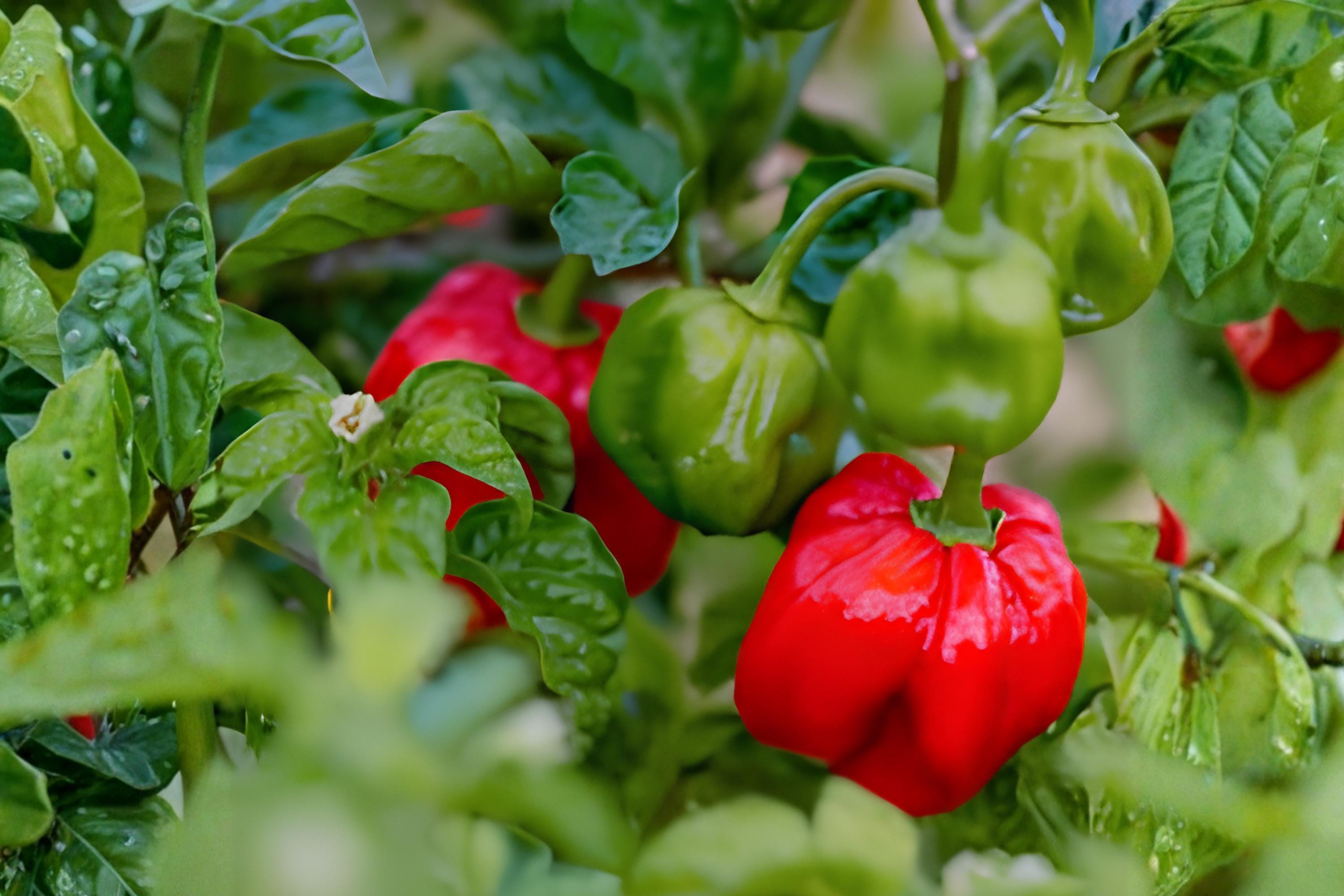 Red Scotch Bonnet Pepper Seeds (25) | Hot Caribbean Chili Seeds for Spicy Sauces & Jerk Seasoning