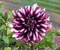 Dahlia Tartan Tubers – Giant 8-Inch Purple White Flowers, Summer Fall Blooming Garden Plants, Decorative Flowering Perennials