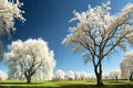 White Willow Cutting – Salix alba – Ornamental Silver Leaf Tree for Propagation and Landscaping