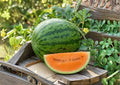 Tendersweet Orange Watermelon Seeds – Heirloom Non-GMO Fruit Seeds for Garden Planting, Large Juicy Summer Melon, Citrullus lanatus
