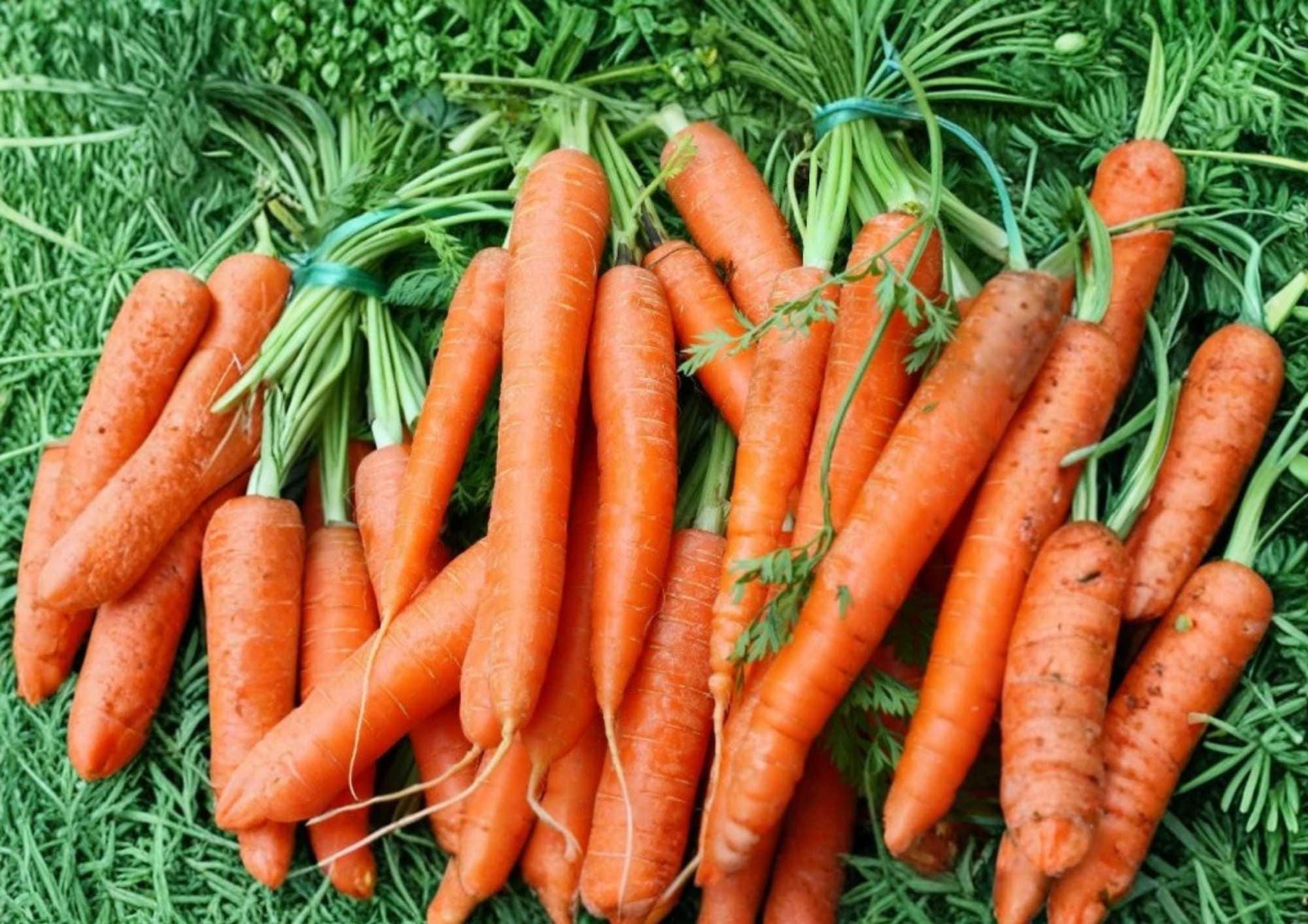 Chantenay Red Cored Carrot Seeds – Organic Heirloom Vegetable Seeds for Garden Planting, Sweet Crisp Orange Roots, High Yield Variety