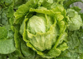 Organic Iceberg Lettuce Seeds, Crisphead Salad, High Yield, Green Heads, Vegetable Seeds for Garden Planting