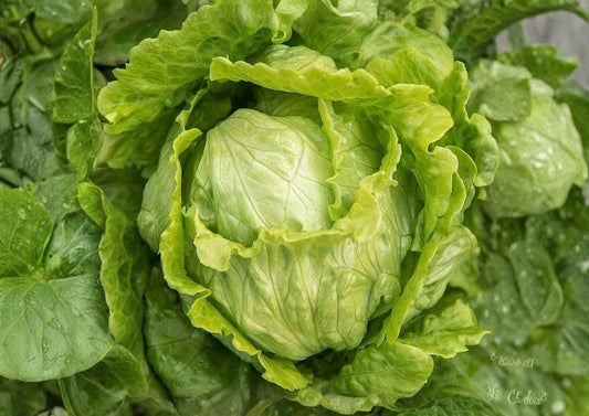 Organic Iceberg Lettuce Seeds, Crisphead Salad, High Yield, Green Heads, Vegetable Seeds for Garden Planting