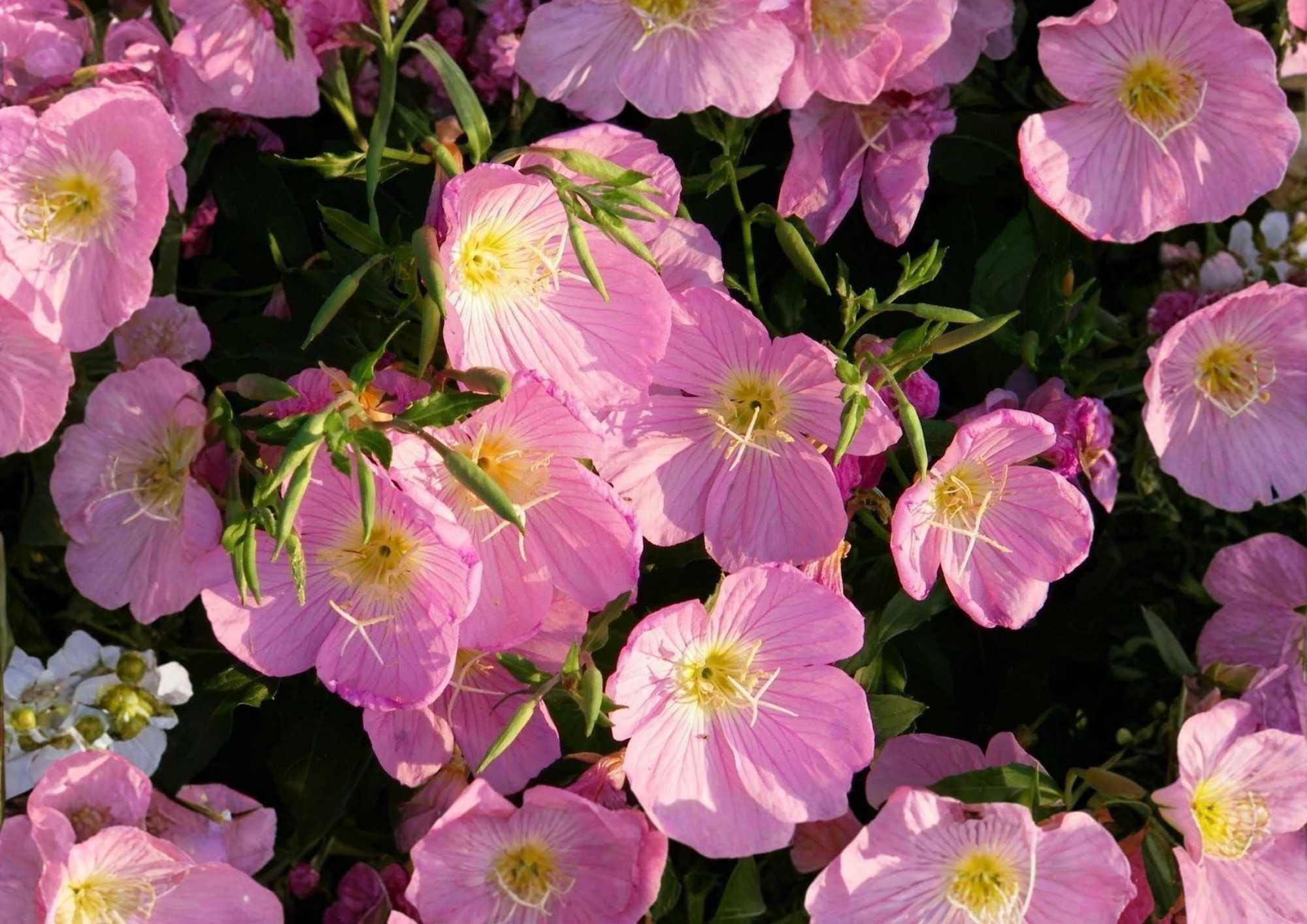 Pink Evening Primrose Seeds, 500+ Flower Seeds for Garden Planting, Soft Pink Blooms, Fragrant, Butterfly & Pollinator Friendly, Drought Tolerant