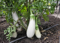 200+ Casper White Eggplant Seeds – Heirloom Non-GMO Gourmet Vegetable Seeds for Garden Planting, Smooth Ivory Fruits, Sweet and Tender