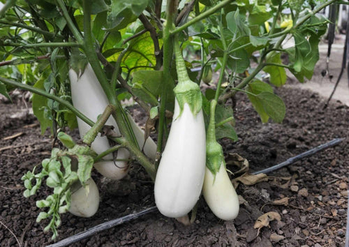 200+ Casper White Eggplant Seeds – Heirloom Non-GMO Gourmet Vegetable Seeds for Garden Planting, Smooth Ivory Fruits, Sweet and Tender