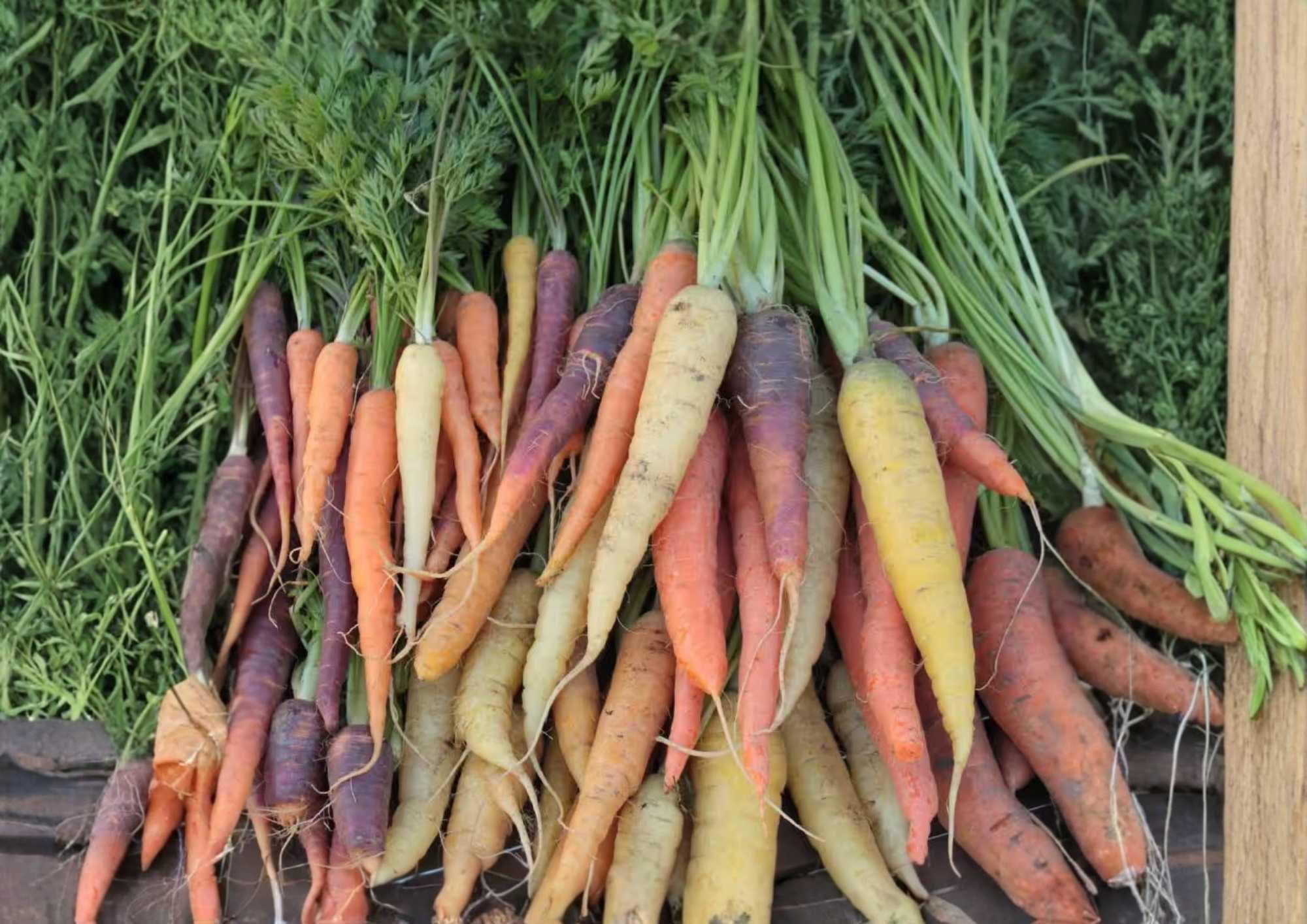 Rainbow Carrot Seeds - 200+ Heirloom Non-GMO Vegetable Seeds for Garden, Colorful Purple, Yellow, Orange, Red Roots, Variety