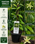 Tahitian Vanilla Live Vine 12-24 Inches – Vanilla tahitensis – Fresh Harvest Quality Plant for Growing