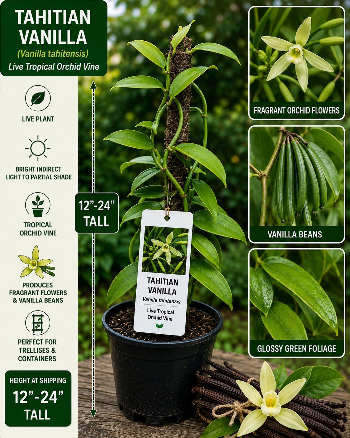 Tahitian Vanilla Live Vine 12-24 Inches – Vanilla tahitensis – Fresh Harvest Quality Plant for Growing