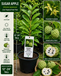 Sugar Apple Live Fruit Tree 12-24 Inches Tall – Annona squamosa – Tropical Fruit Tree, Edible Fruit, Live Plant