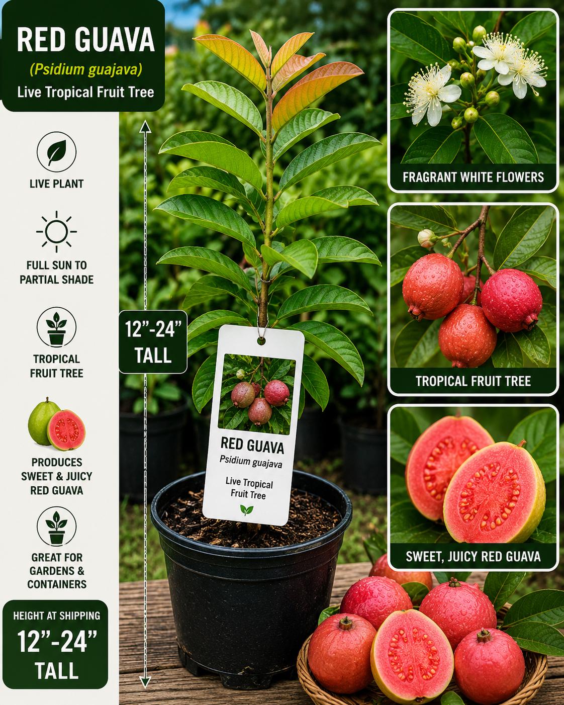 Red Guava Live Fruit Tree 12-24 Inches Tall – Psidium guajava – Fresh Stock, Edible Fruit, Tropical Fruit Tree