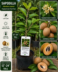Sapodilla Live Fruit Tree 12-24 Inches Tall – Manilkara zapota – Tropical Fruit Tree for Garden or Patio