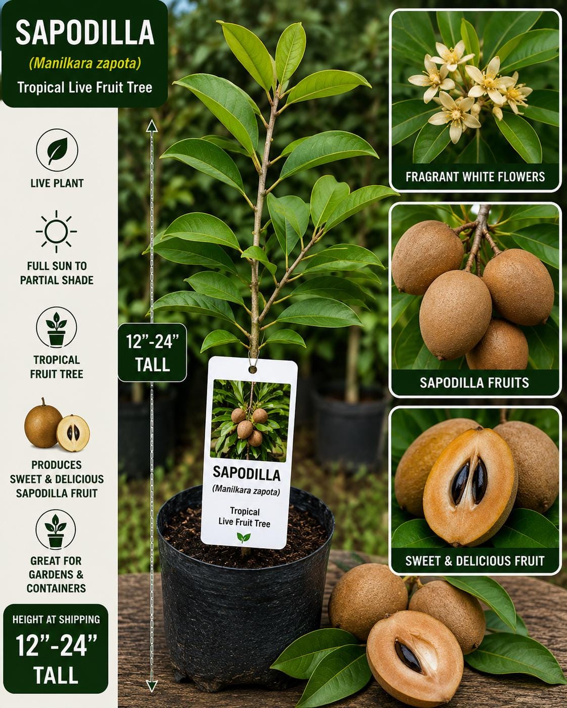 Sapodilla Live Fruit Tree 12-24 Inches Tall – Manilkara zapota – Tropical Fruit Tree for Garden or Patio