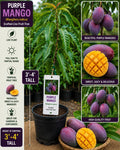 Purple Mango Live Fruit Tree 3-4 Feet Tall – Mangifera indica – Non-GMO Tropical Fruit Tree