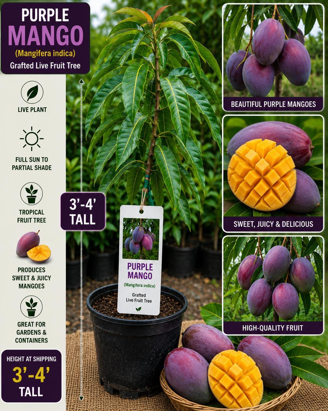 Purple Mango Live Fruit Tree 3-4 Feet Tall – Mangifera indica – Non-GMO Tropical Fruit Tree