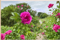 Rugosa Rose Seedling – Rosa rugosa Flowering Shrub for Garden, Landscape, Full Sun, Hardy Perennial Plant