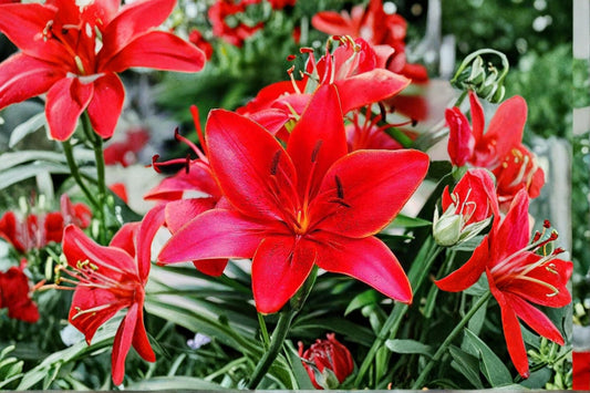Lucifer Canna Lily Bulbs – Canna indica – Red Tropical Flowering Plant for Garden Beds & Borders