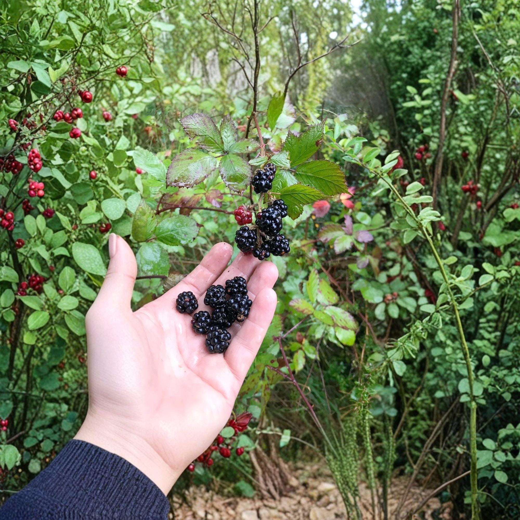 Wild Blackberry Bare Root Plants – Rubus fruticosus, Fruit Shrub, Perennial, 2 Live Starter Plants