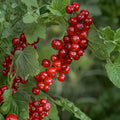 Red Currant Live Starter Plants – Ribes rubrum, Edible Fruit Shrub, 2 Plants for Garden or Landscape