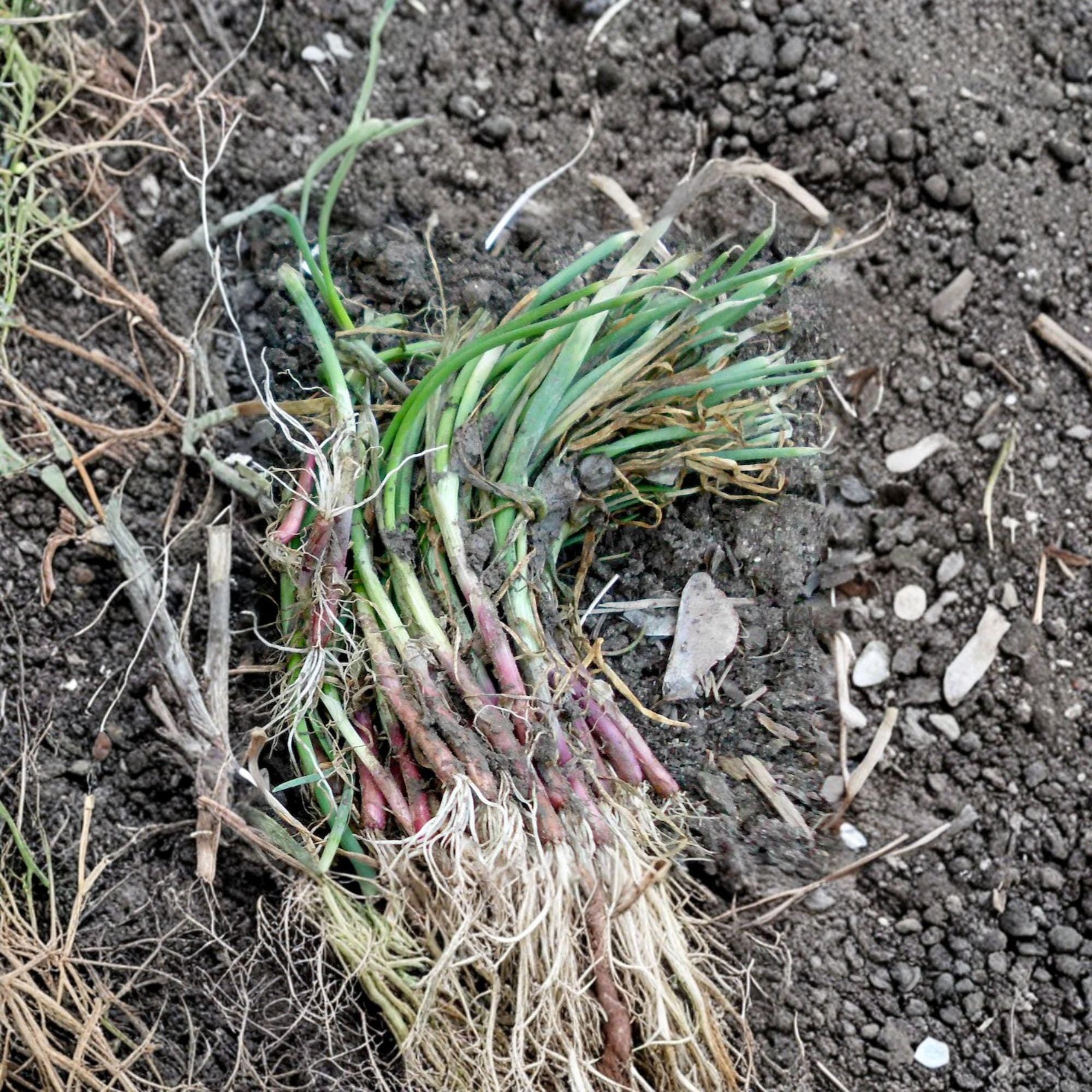 Candy Sweet Onion Starter Plants – Allium cepa, 30 Live Onion Plants for Home Garden, Mild Flavor Bulb Vegetables