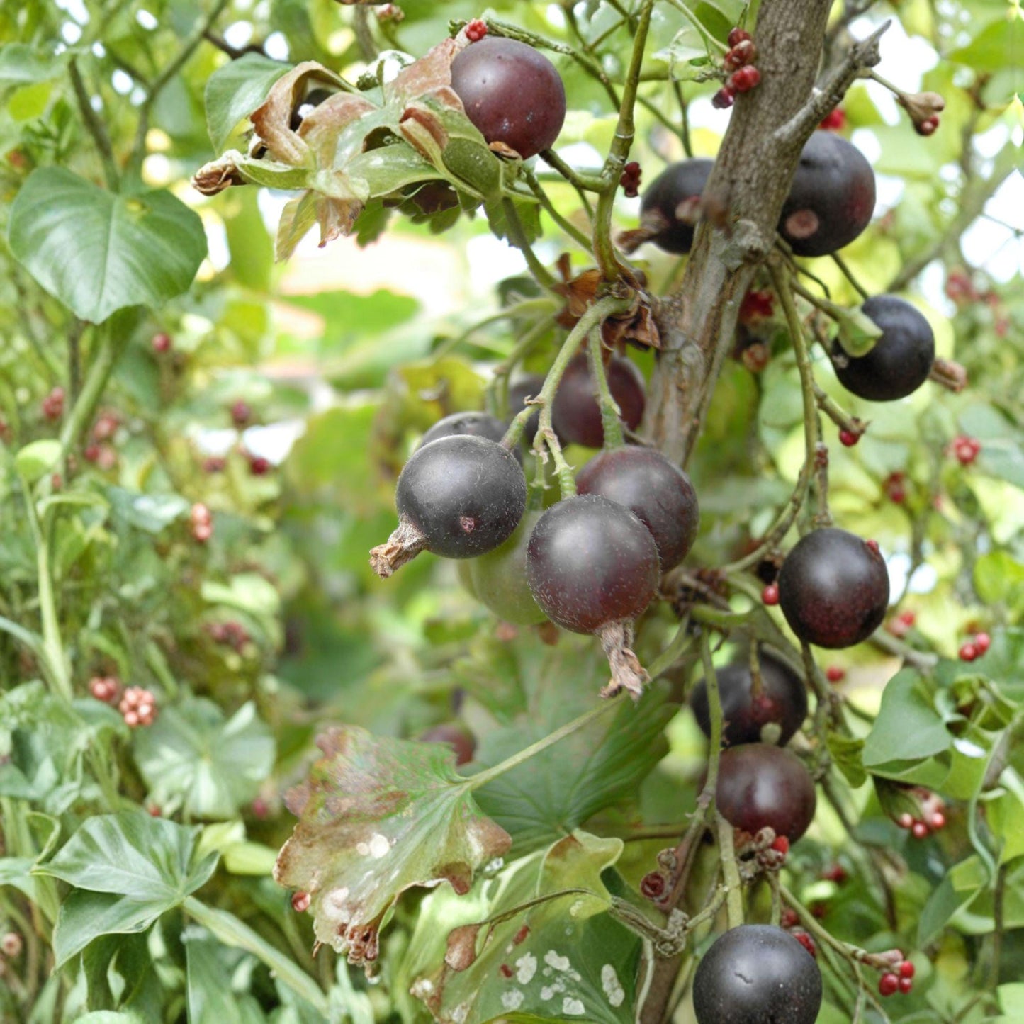 Jostaberry Unrooted Cuttings – Ribes × nidigrolaria Hybrid Fruit Shrub for Propagation, Dark Berries, 12 Pack