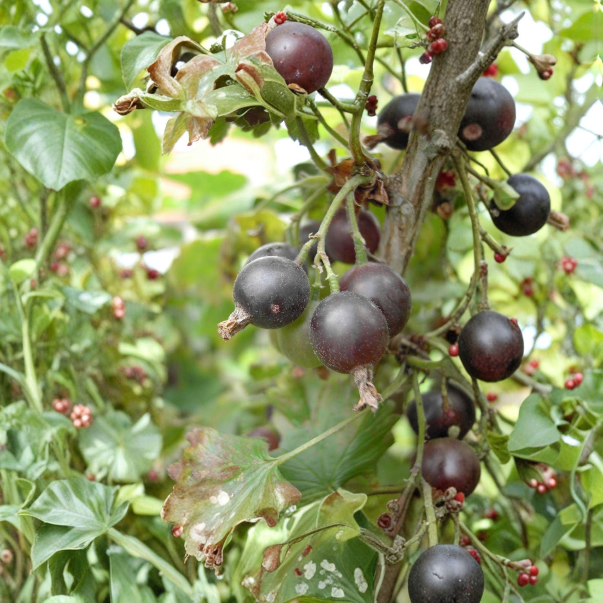 Jostaberry Unrooted Cuttings – Ribes × nidigrolaria Hybrid Fruit Shrub for Propagation, Dark Berries, 12 Pack