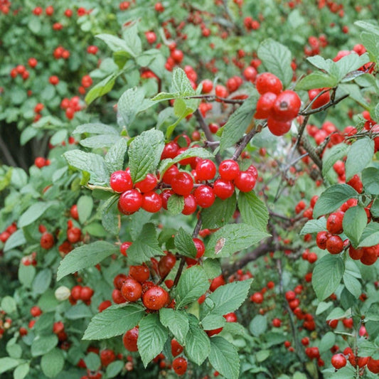 Nanking Cherry Bare Root Plant – 24 Inches – Prunus tomentosa – Edible Fruit Shrub for Landscaping & Hedges