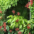 Red Buckeye Bare Root Plant – Aesculus pavia, 16+ Inches, Deciduous Shrub with Red Tubular Flowers, Suitable for Borders & Rain Gardens