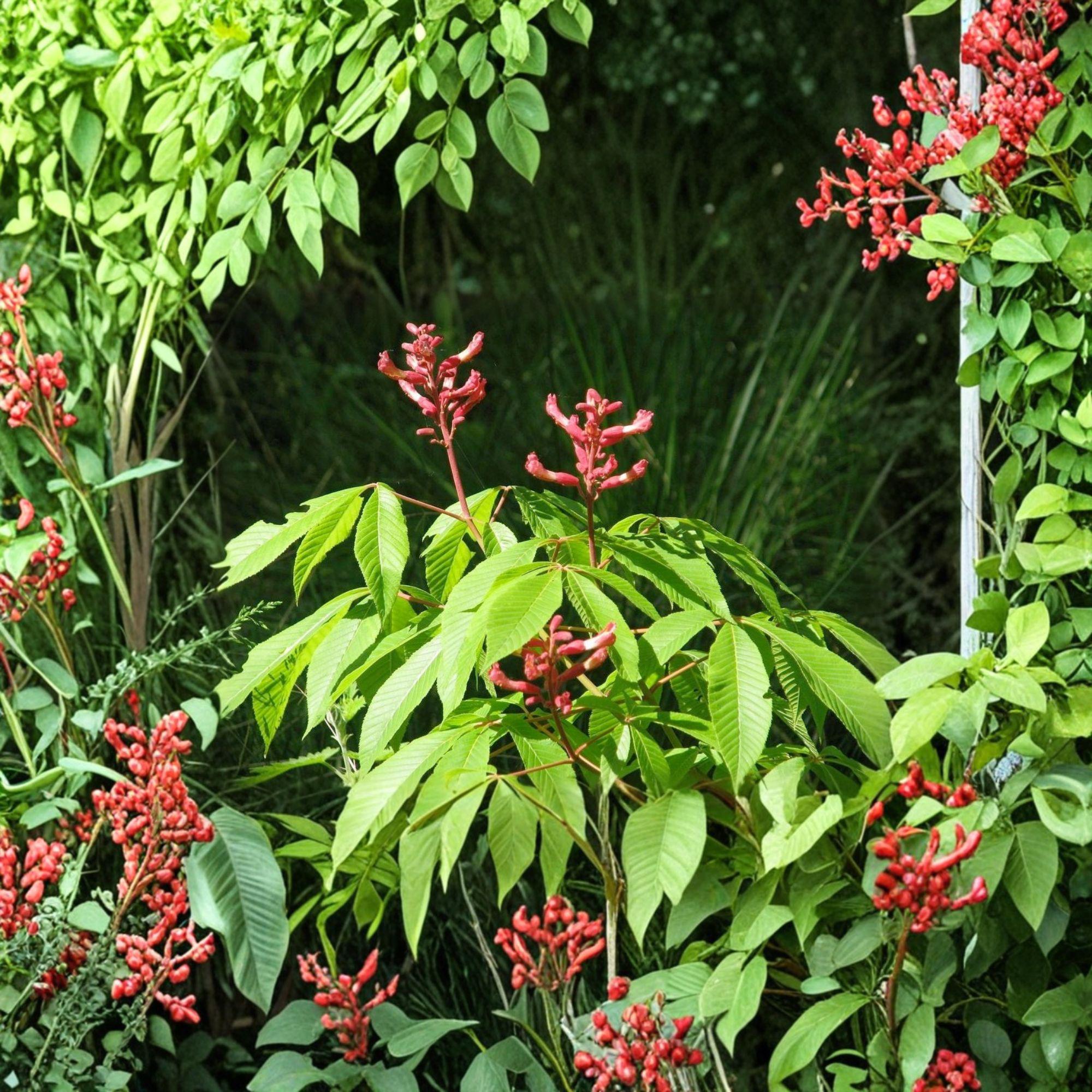 Red Buckeye Bare Root Plant – Aesculus pavia, 16+ Inches, Deciduous Shrub with Red Tubular Flowers, Suitable for Borders & Rain Gardens