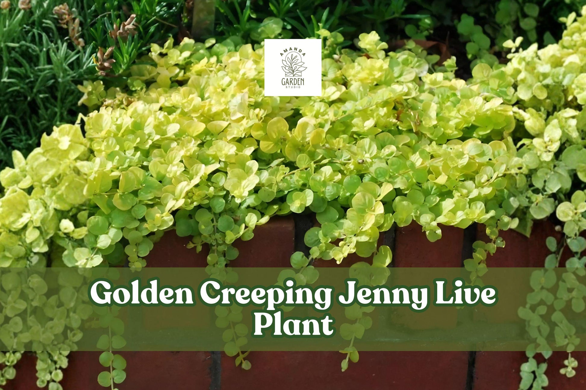 Golden Creeping Jenny Live Plant | Lysimachia Nummularia Aurea Groundcover Starter Plug for Borders & Containers