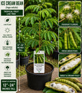 Ice Cream Bean Live Fruit Tree 12–24 Inches Tall – Inga edulis – Easy to Grow Tropical Fruit Tree
