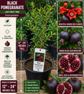 Black Pomegranate Live Fruit Tree 12–24 Inches Tall – Punica granatum – Edible Fruit Tree for Garden or Patio