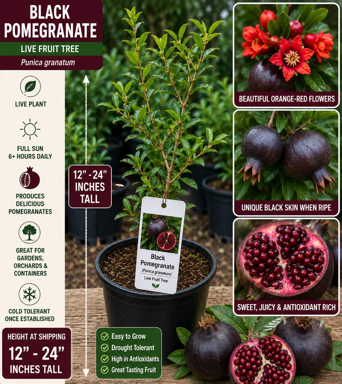 Black Pomegranate Live Fruit Tree 12–24 Inches Tall – Punica granatum – Edible Fruit Tree for Garden or Patio