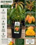 Julie Mango Seedling 1–2 Feet Tall – Mangifera indica – Fruit Tree, Edible Mango Plant, Tropical Fruit Tree