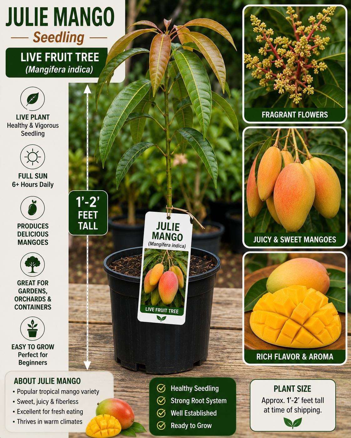 Julie Mango Seedling 1–2 Feet Tall – Mangifera indica – Fruit Tree, Edible Mango Plant, Tropical Fruit Tree