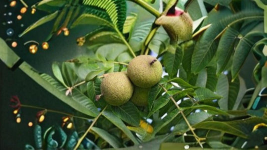 Live Oak Seeds – Quercus virginiana – Evergreen Oak Tree for Outdoor Landscaping, Shade, and Ornamental Growth