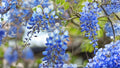 Blue Moon Wisteria Seedling – Wisteria macrostachya, Purple-Blue Flowering Climber, Hardy Garden Vine