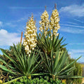 Mature Yucca Plant Bare Root 12 Inches, Hardy Outdoor Succulent, Evergreen, Full Sun, Well-Draining Soil
