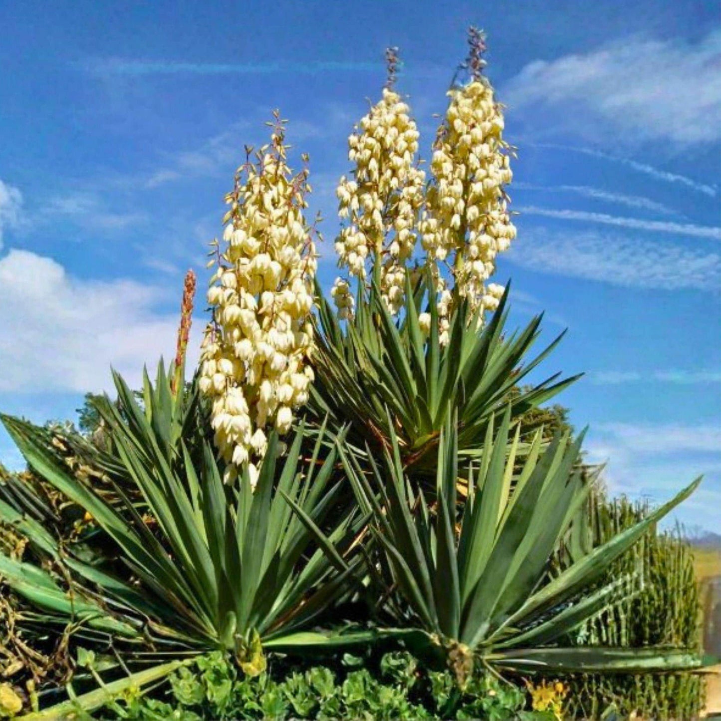 Mature Yucca Plant Bare Root 12 Inches, Hardy Outdoor Succulent, Evergreen, Full Sun, Well-Draining Soil