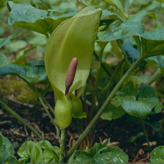 Lord and Ladies Bare Root Plants 5 Pack Woodland Perennial for Shade Gardens, Ornamental Red Berries, Hoods, Scientific Name: Arum maculatum