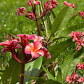 Pink Plumeria Cutting | Double Head Unrooted | Tropical Frangipani Plant | Plumeria rubra