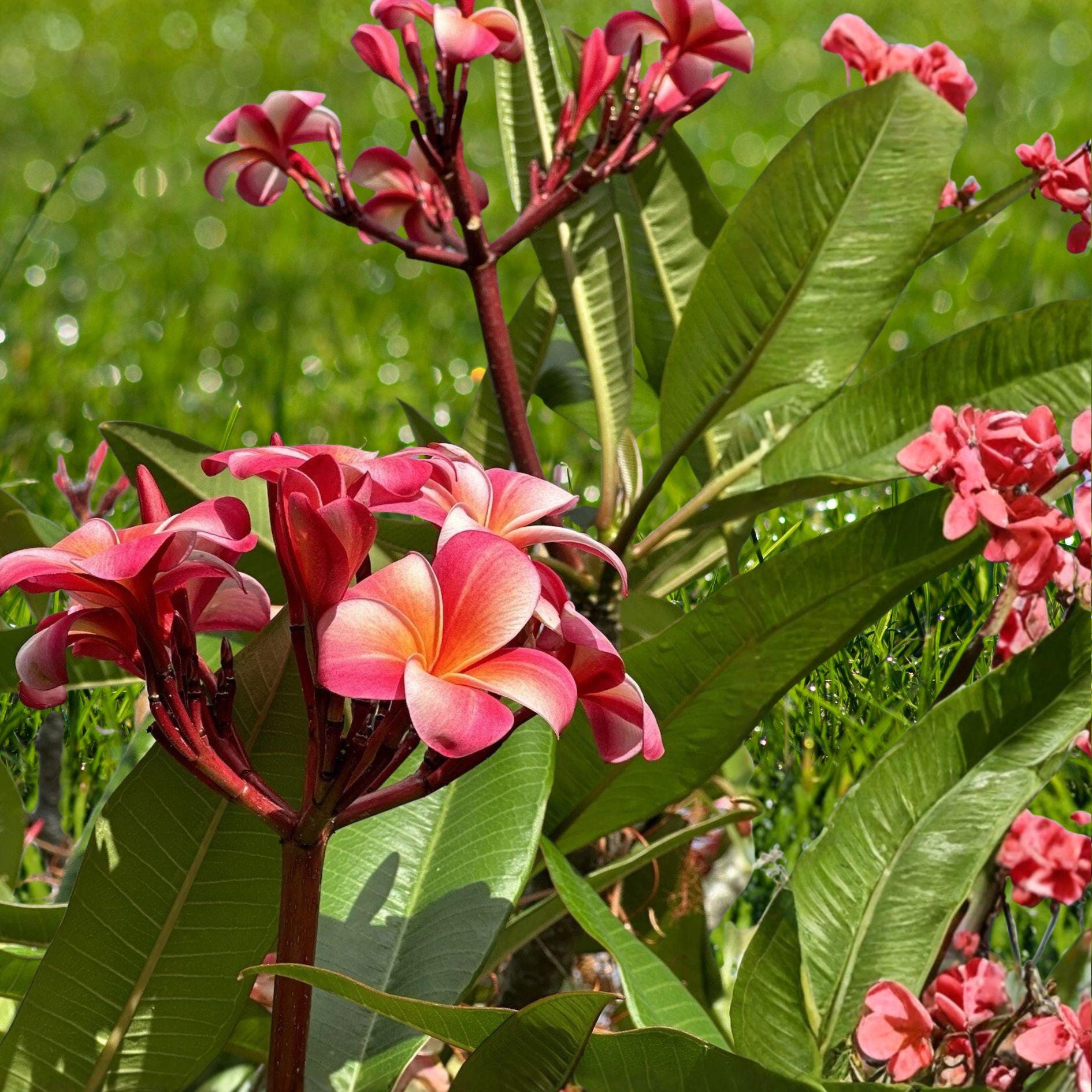 Pink Plumeria Cutting | Double Head Unrooted | Tropical Frangipani Plant | Plumeria rubra