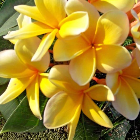 Yellow Plumeria Cutting - 10" Double Head Frangipani Tropical Flower Plant - Plumeria rubra